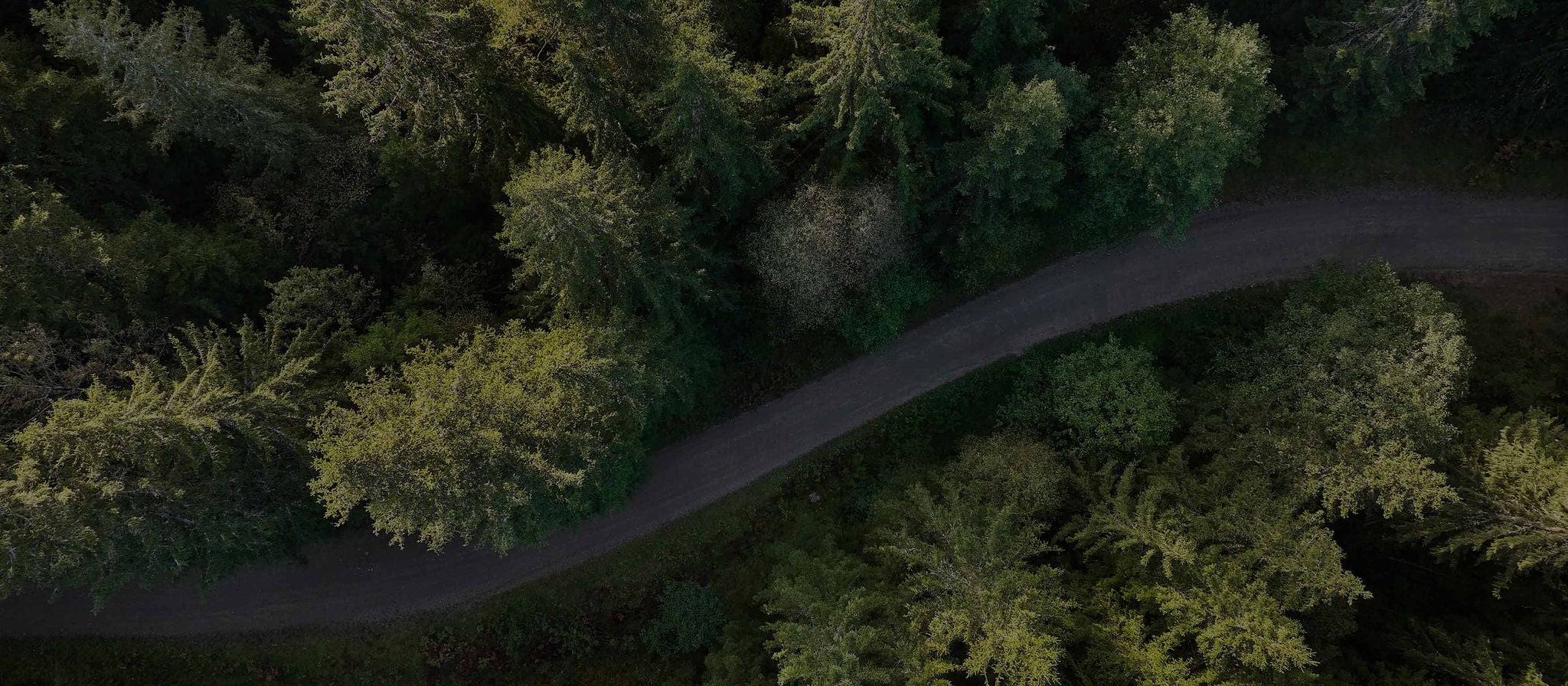 Forest from above