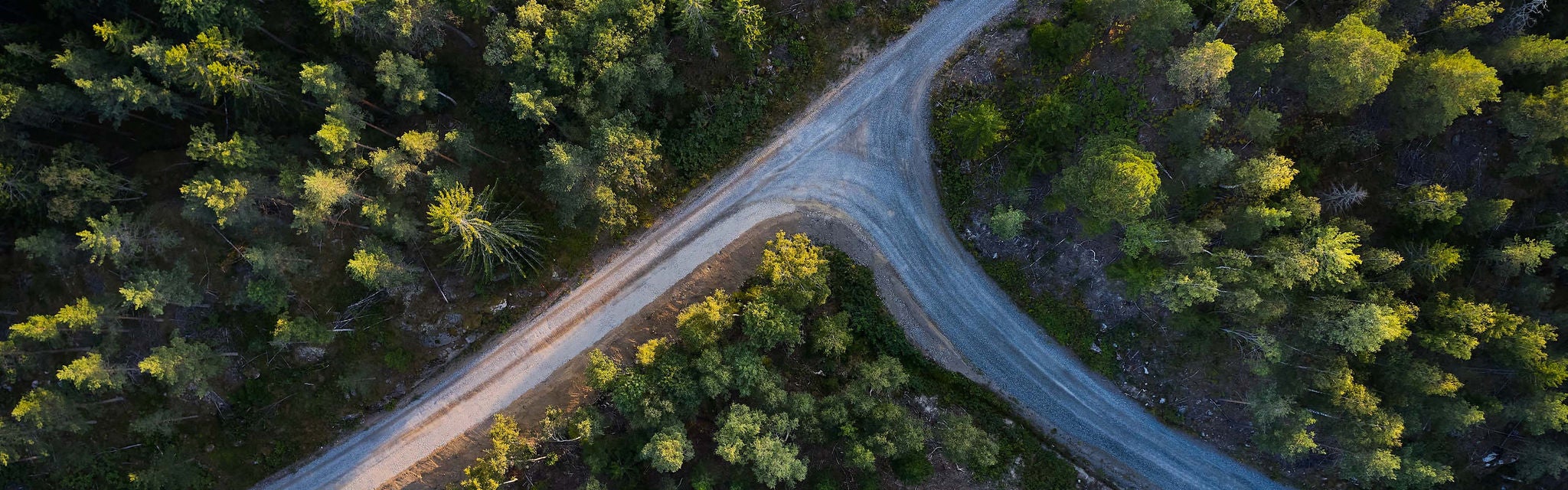 Forest from above
