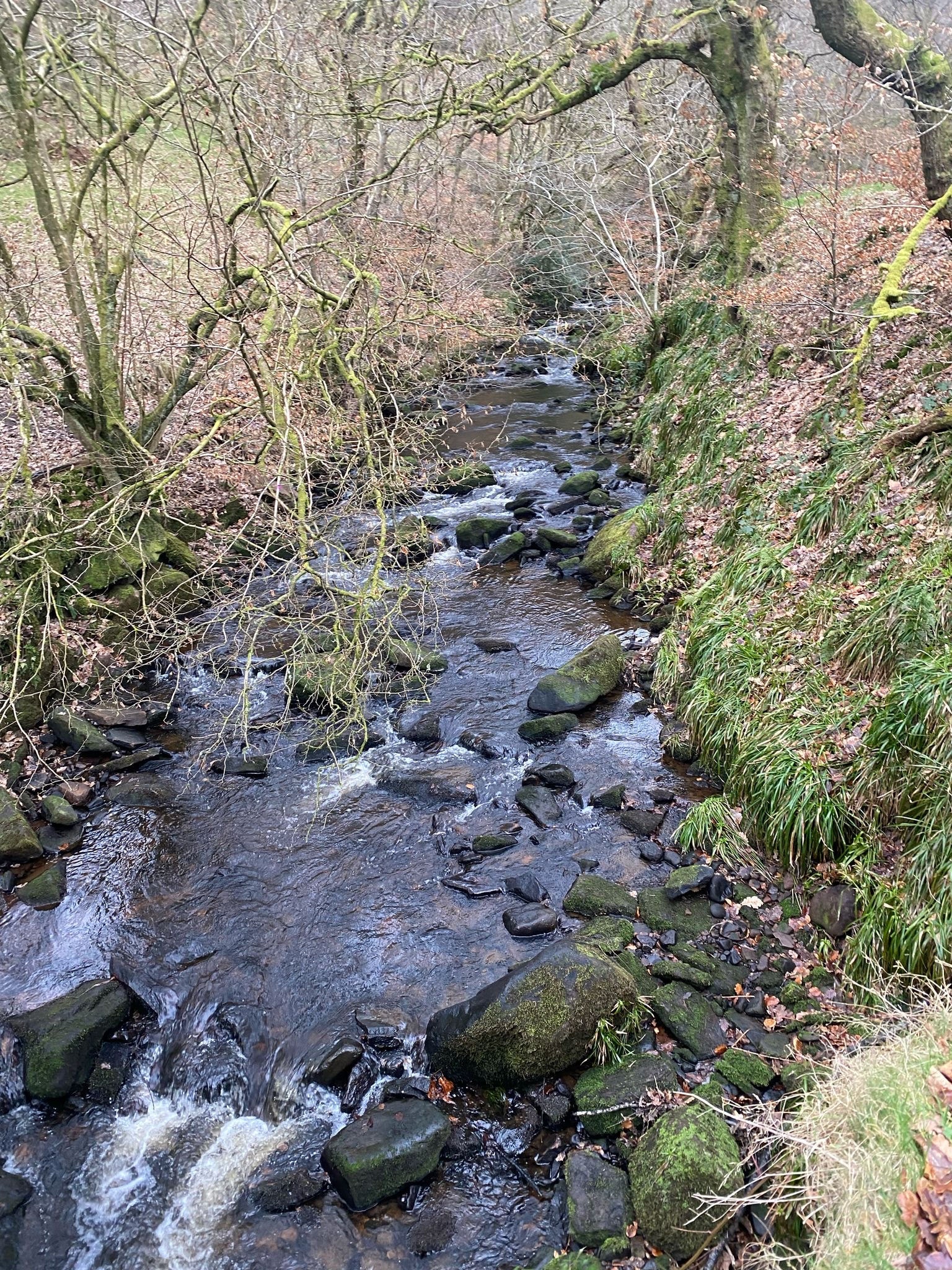 Photo of pathway through watery stream