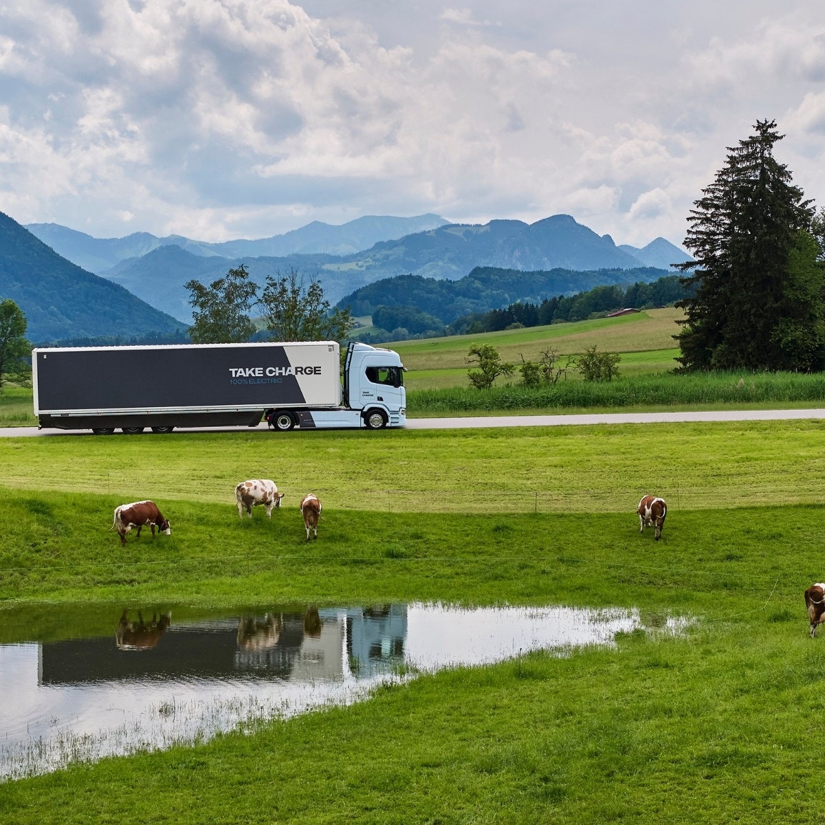 Scania 45 R in Natur mit Kühen umgeben
