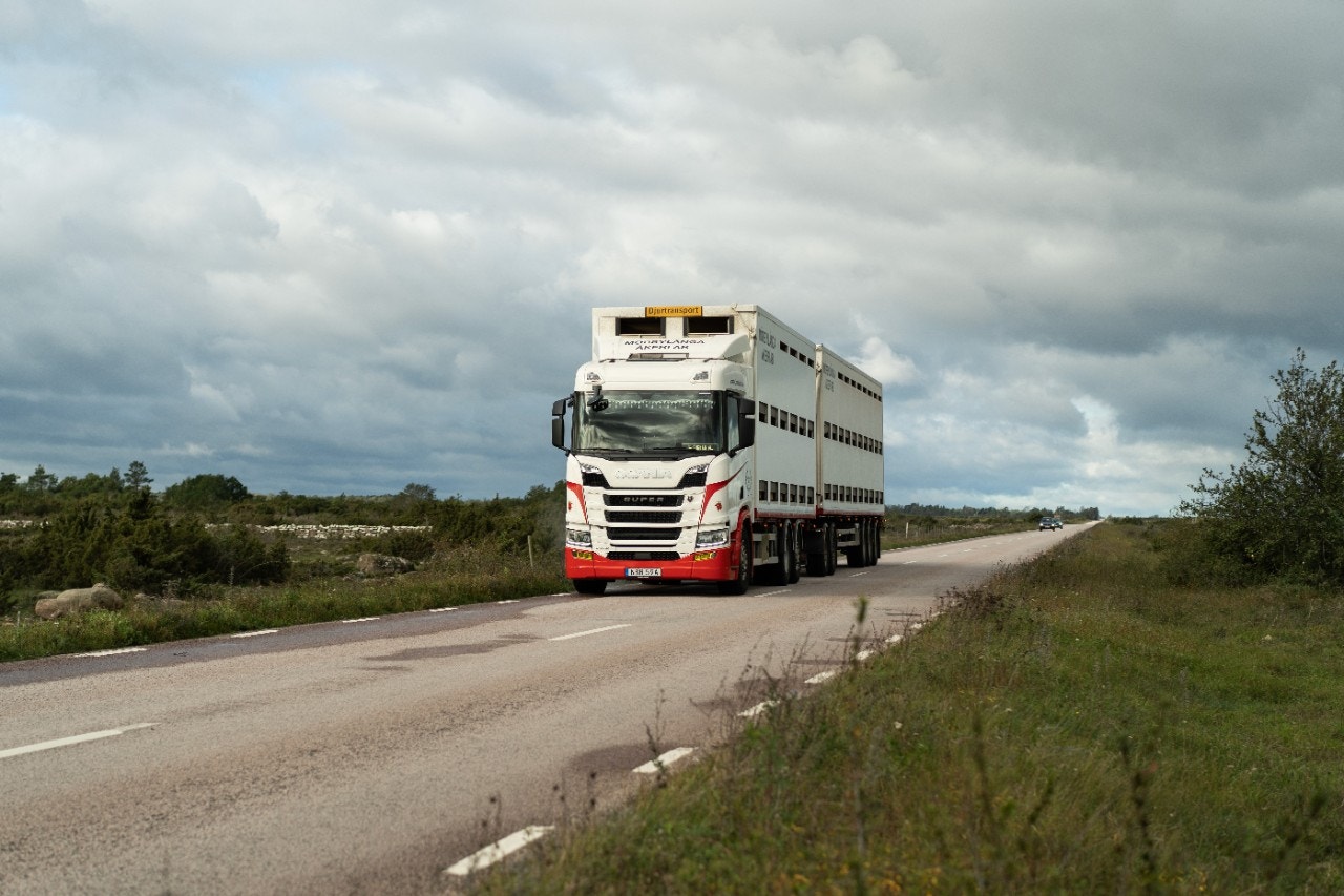 Djurtransport körandes på landsväg på Öland