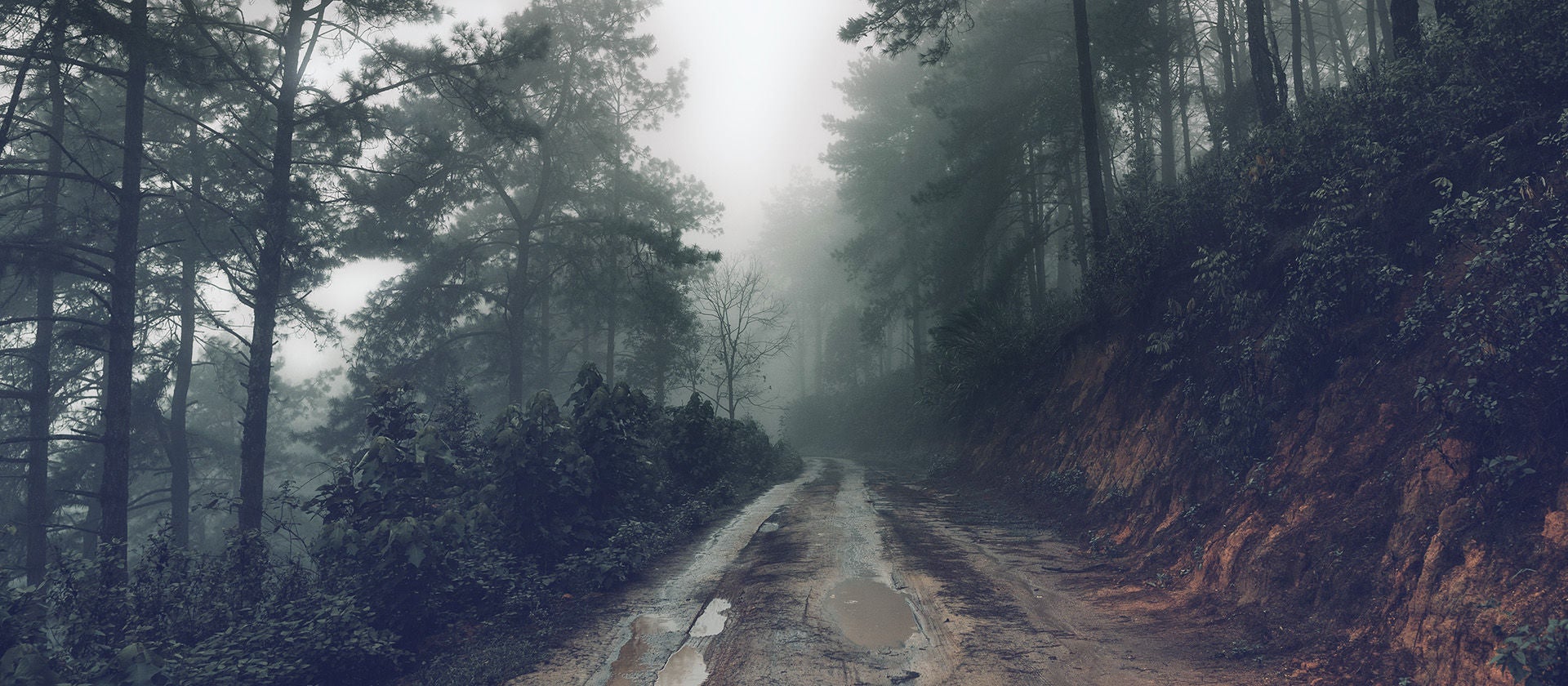 Muddy forest road