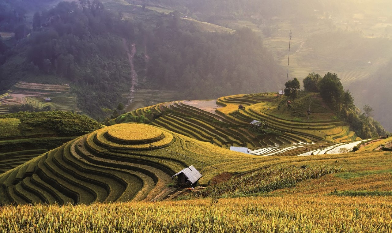Terraced rice fields
