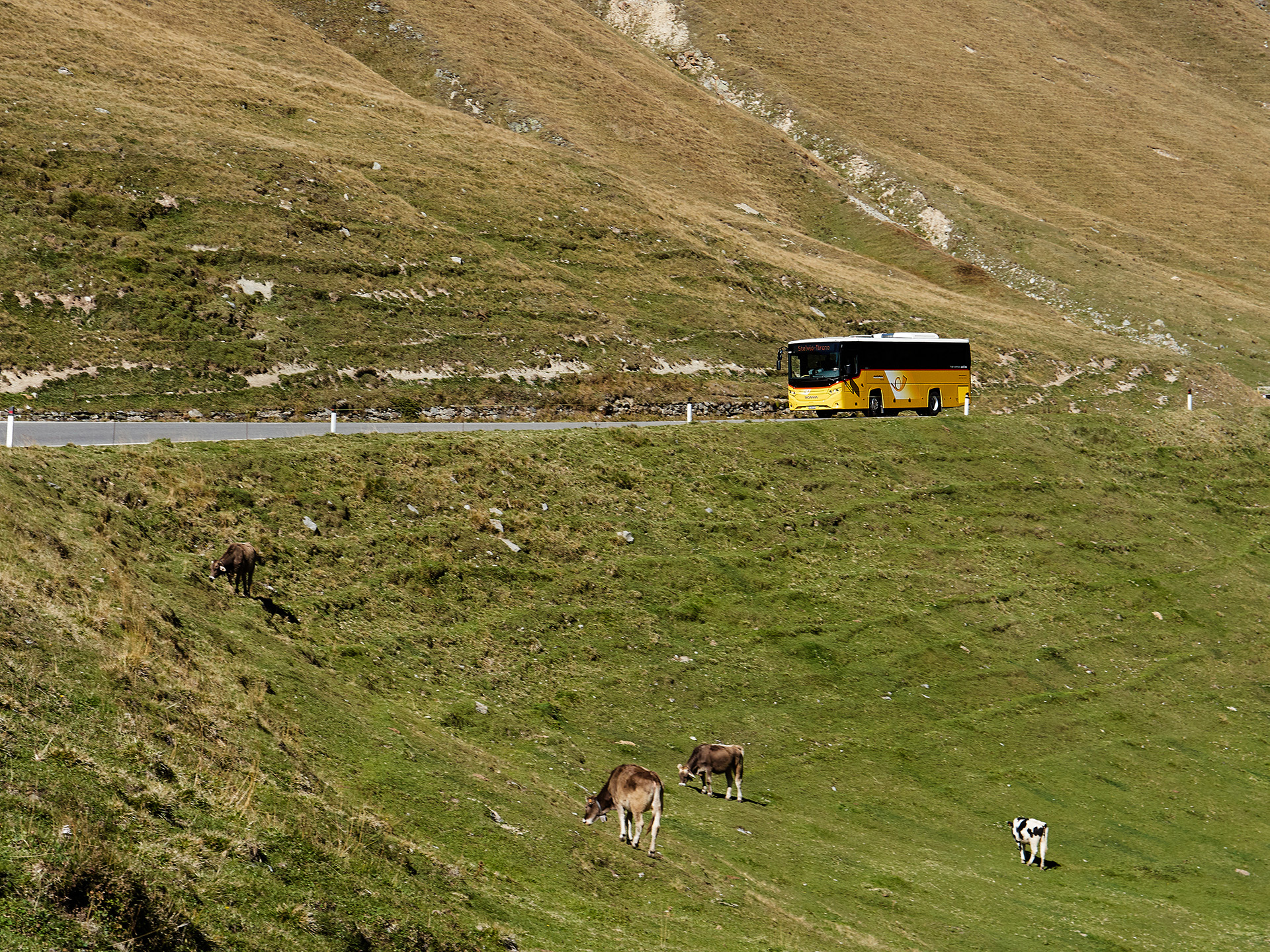 Scania Bergwelt mit Postauto in Stelvio 11 Scania Bergwelt mit Postauto in Stelvio 11