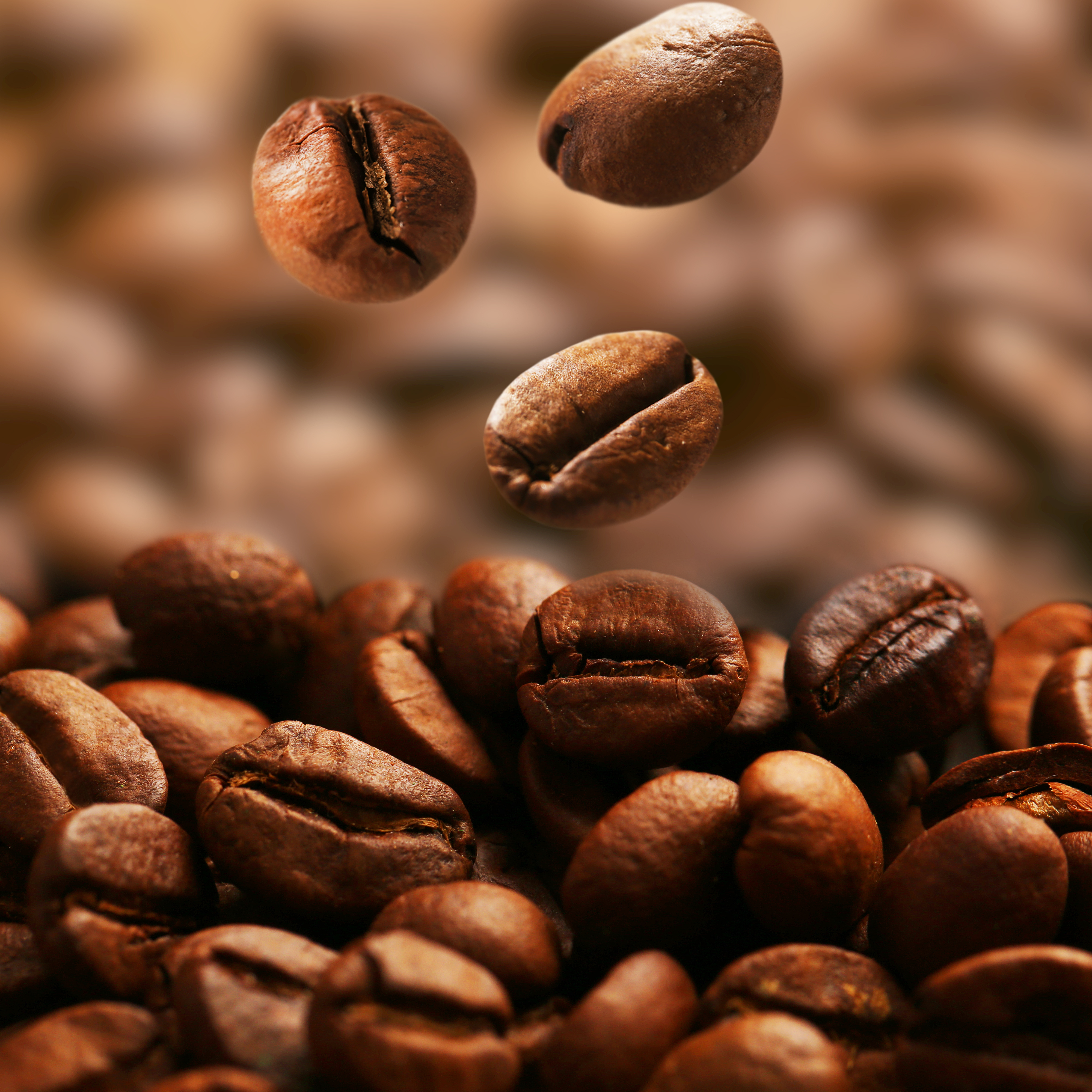 the coffee bean the coffee bean