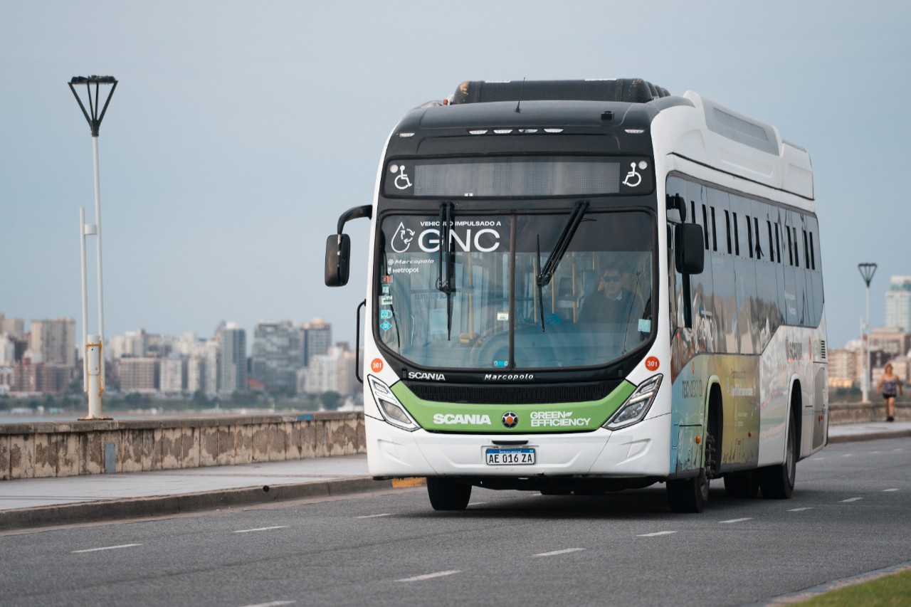 MAR DEL PLATA TESTEA BUSES URBANOS SCANIA A GNC