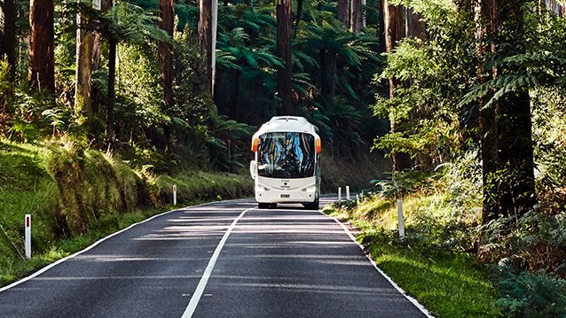 Bus, der durch einen Wald fährt