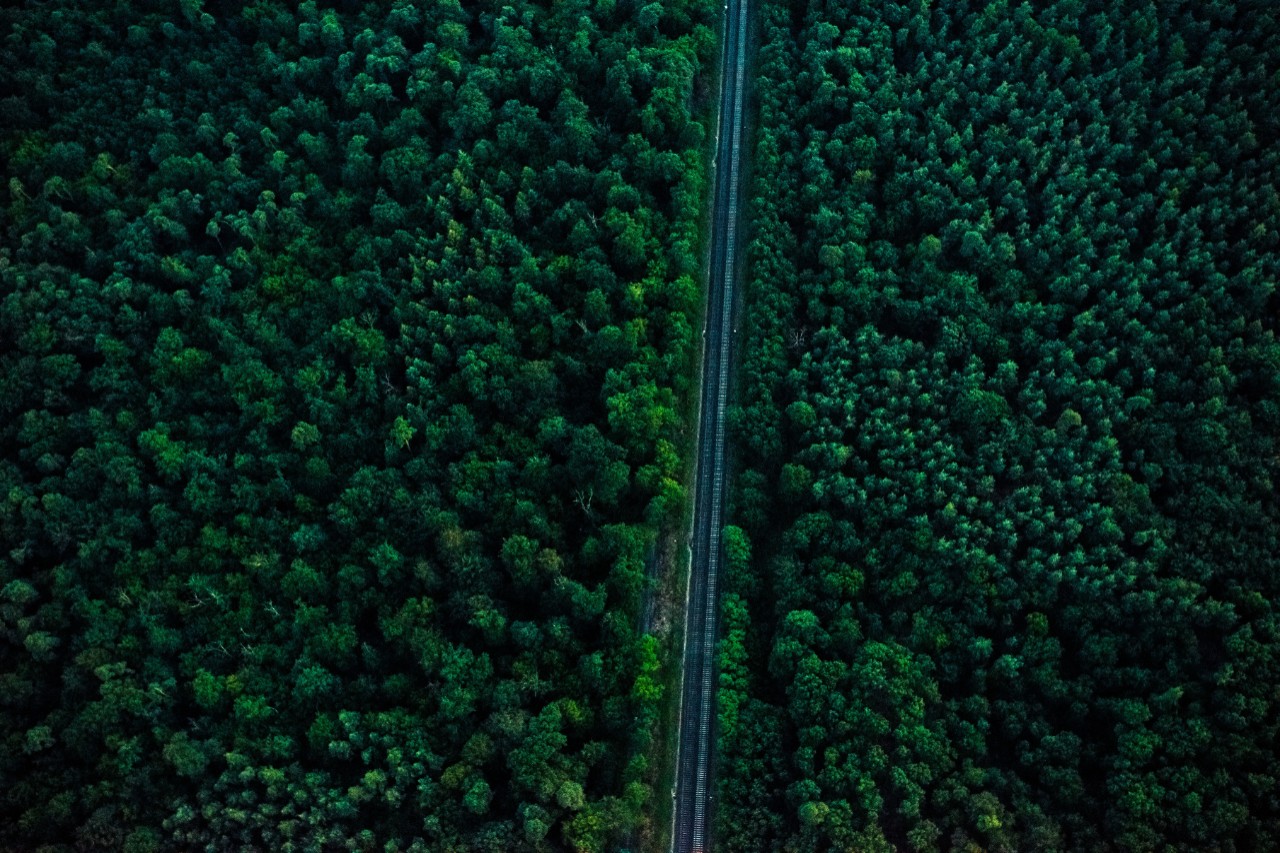 Grøn skov med en vej i midten