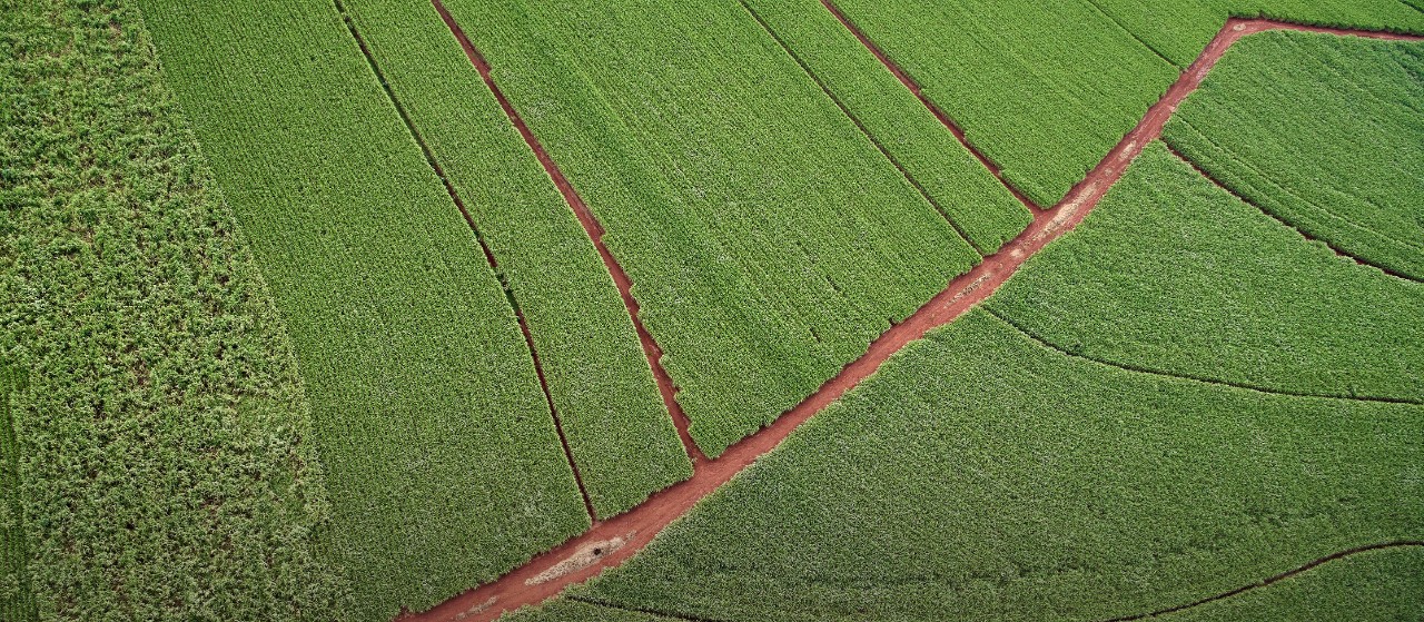 Aerial view, sugar cane field.