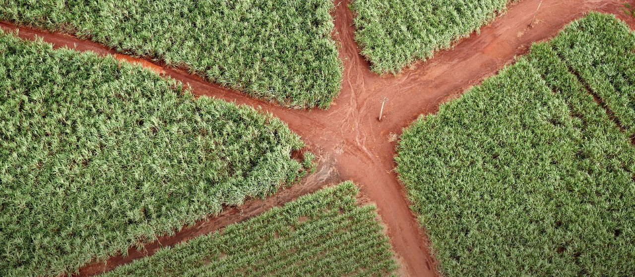 Aerial view, sugar cane field.