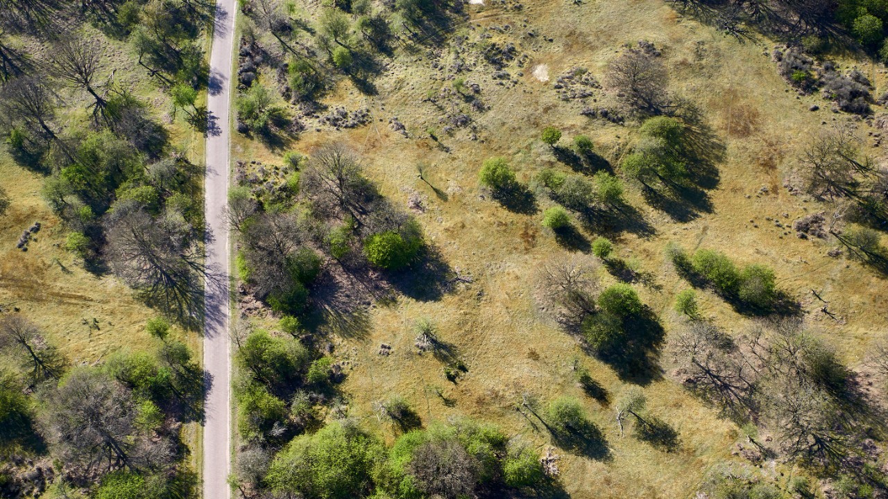 Aerial view, sugar cane field.