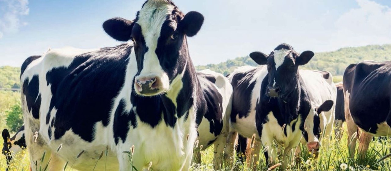 Clean energy from cow dung