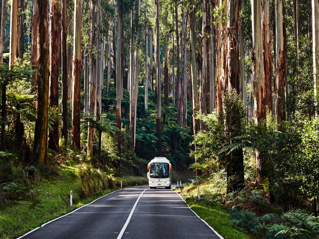  Bus driving in forrest