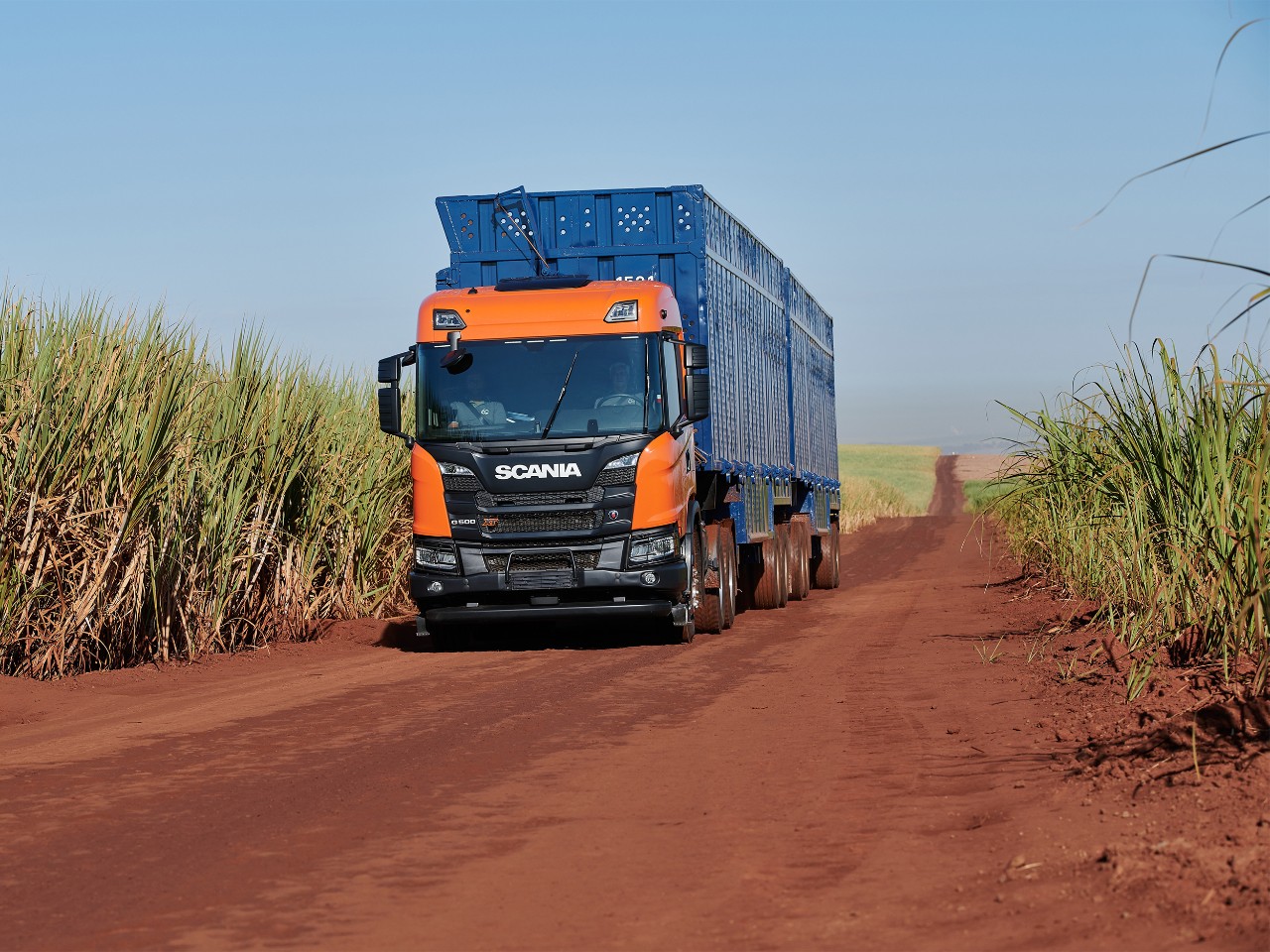 Camion Scania per il trasporto della canna da zucchero. Veicoli per il trasporto agricolo e di bestiame