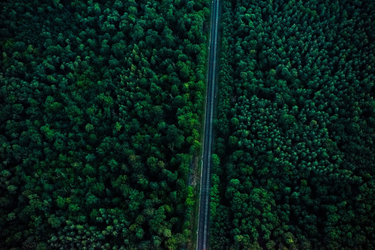 Groen bos met weg in het midden