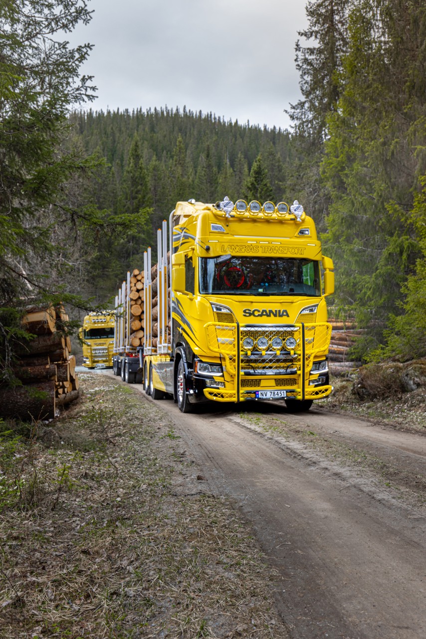 770 hester gjennom skogen