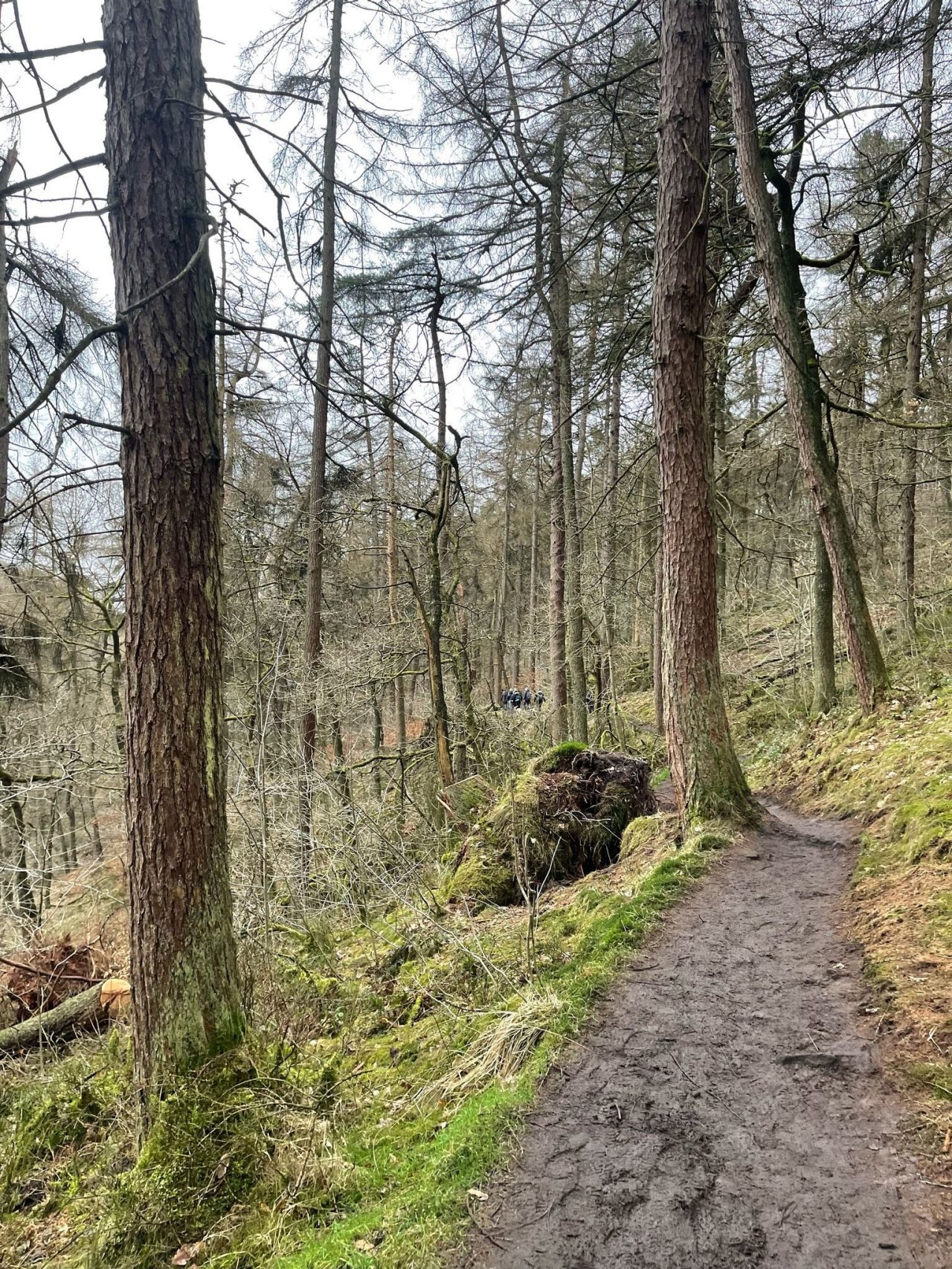 Photo of pathway through woods with tall trees